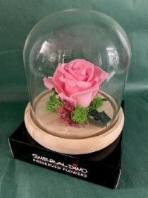 Preserved Pale Pink Rose in a Glass Dome