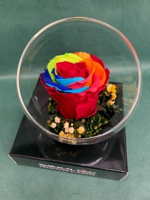 Preserved Multi Coloured Large Headed Rose