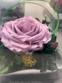 Preserved Single Lilac Rose