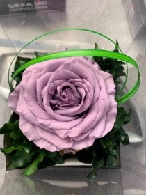 Preserved Single Lilac Rose