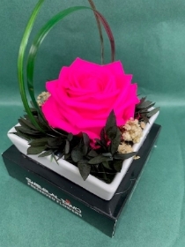 Preserved Shocking Pink Rose in Shallow Square Dish