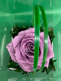 Preserved Lilac Rose in a Shallow Square Dish